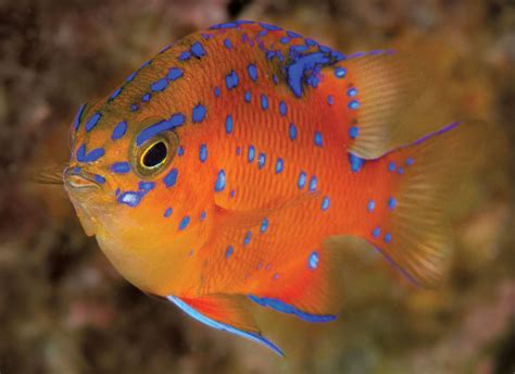Small Fish / BIG Personality: California’s Iconic Damselfish, the Garibaldi.